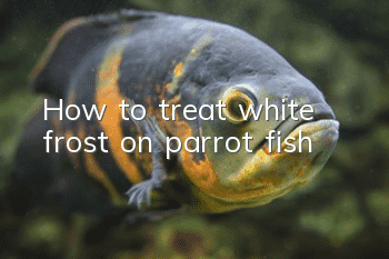 How to treat white frost on parrot fish