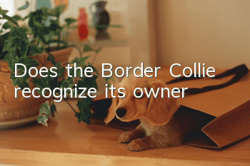 Does the Border Collie recognize its owner?