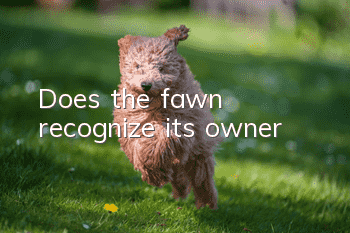 Does the fawn recognize its owner?