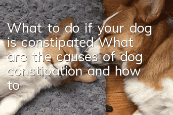 What to do if your dog is constipated? What are the causes of dog constipation and how to improve it!