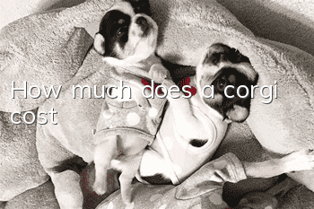 How much does a corgi cost?