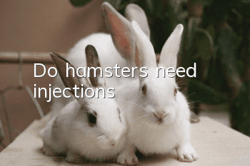 Do hamsters need injections?