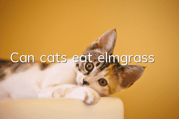 Can cats eat elmgrass?