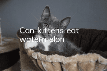 Can kittens eat watermelon?