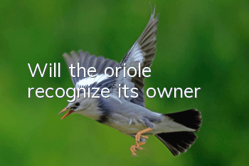 Will the oriole recognize its owner?