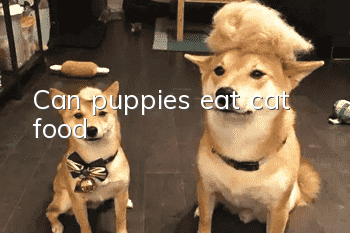 Can puppies eat cat food?