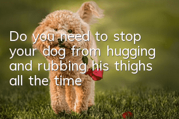 Do you need to stop your dog from hugging and rubbing his thighs all the time?