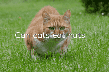Can cats eat nuts?