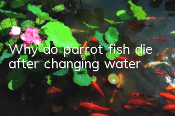 Why do parrot fish die after changing water?