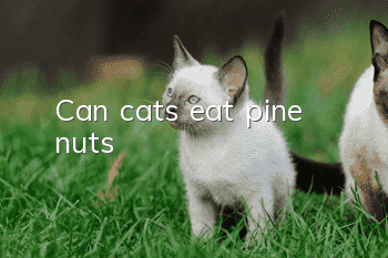 Can cats eat pine nuts?