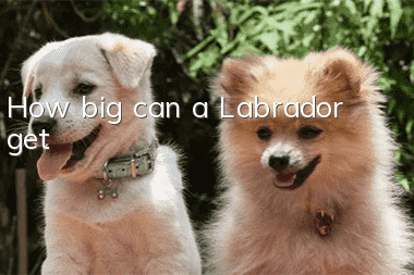 How big can a Labrador get?