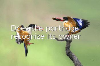 Does the partridge recognize its owner?