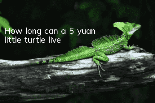 How long can a 5 yuan little turtle live?