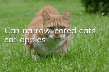 Can narrow-eared cats eat apples?