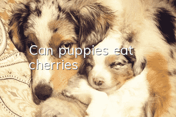 Can puppies eat cherries?