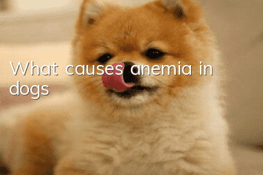 What causes anemia in dogs?
