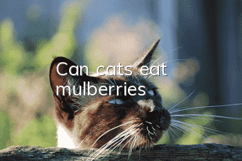 Can cats eat mulberries?