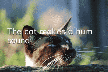 The cat makes a hum sound