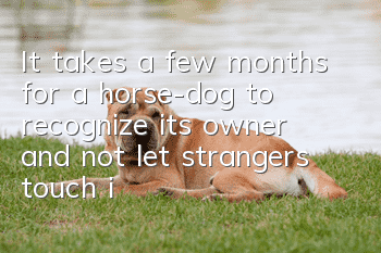 It takes a few months for a horse-dog to recognize its owner and not let strangers touch it.
