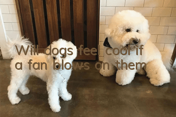 Will dogs feel cool if a fan blows on them?