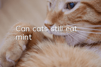 Can cats still eat mint?