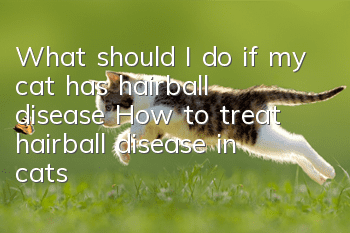 What should I do if my cat has hairball disease? How to treat hairball disease in cats?