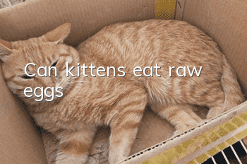 Can kittens eat raw eggs?