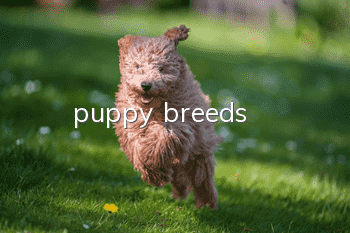 puppy breeds