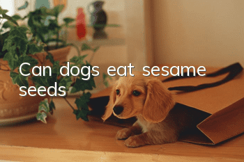 Can dogs eat sesame seeds?