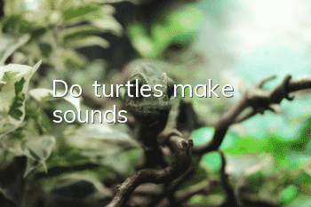 Do turtles make sounds?