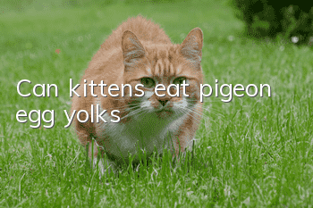 Can kittens eat pigeon egg yolks?