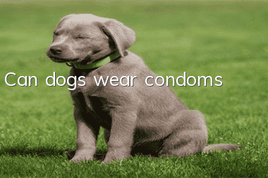 Can dogs wear condoms?
