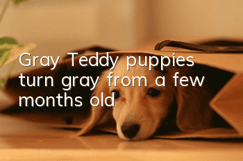 Gray Teddy puppies turn gray from a few months old