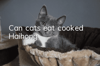Can cats eat cooked Haihong?