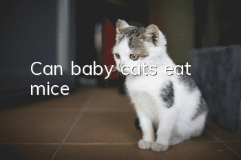 Can baby cats eat mice?