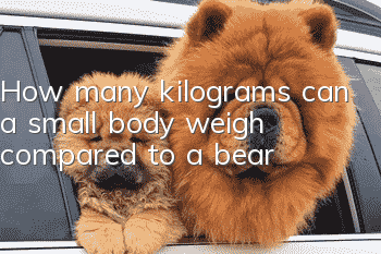How many kilograms can a small body weigh compared to a bear?