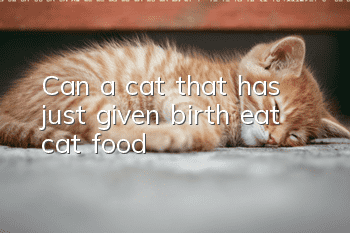 Can a cat that has just given birth eat cat food?