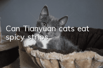 Can Tianyuan cats eat spicy strips?
