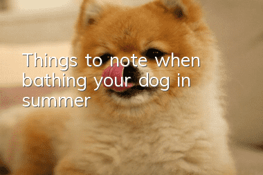 Things to note when bathing your dog in summer