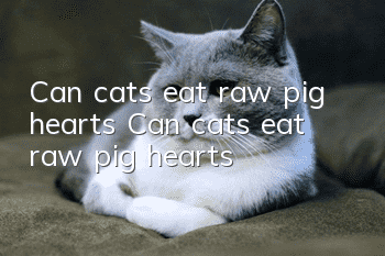Can cats eat raw pig hearts? Can cats eat raw pig hearts?