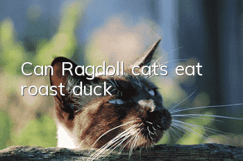 Can Ragdoll cats eat roast duck?