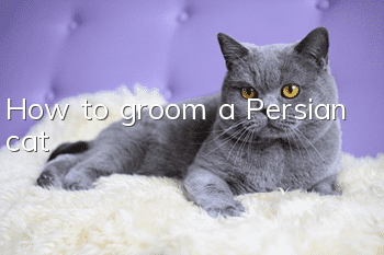 How to groom a Persian cat?
