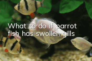 What to do if parrot fish has swollen gills