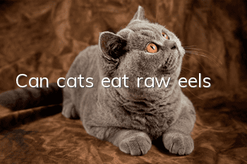 Can cats eat raw eels?