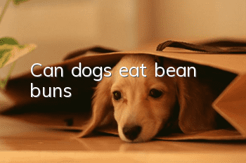 Can dogs eat bean buns?
