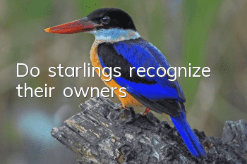 Do starlings recognize their owners?