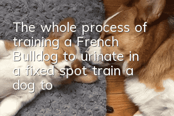 The whole process of training a French Bulldog to urinate in a fixed spot, train a dog to urinate in a fixed spot!