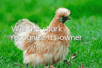 Will the shark recognize its owner?