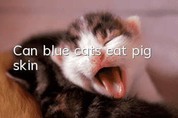 Can blue cats eat pig skin?