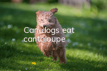 Can dogs eat cantaloupe?